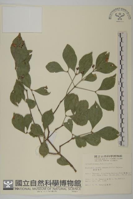 菱葉衛矛藏品圖，第1張