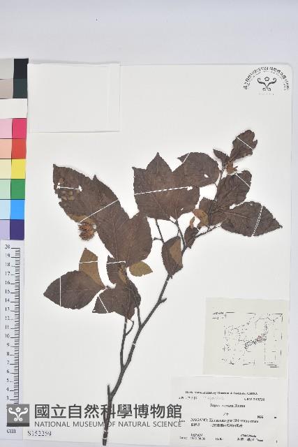 登錄號:S152259藏品圖，第1張