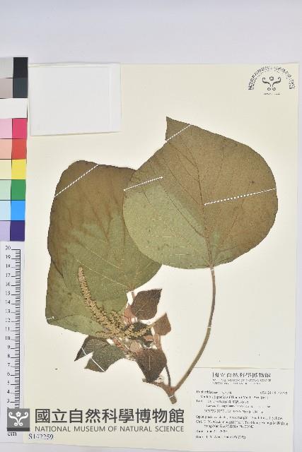 野桐藏品圖，第1張