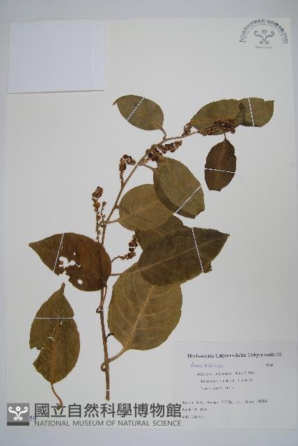 多子漿果莧藏品圖，第1張