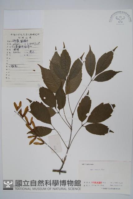 建始槭藏品圖，第1張