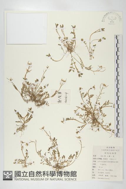 碎米薺藏品圖，第1張