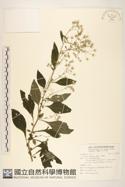一枝香藏品圖，第1張
