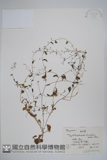 附地菜藏品圖，第1張