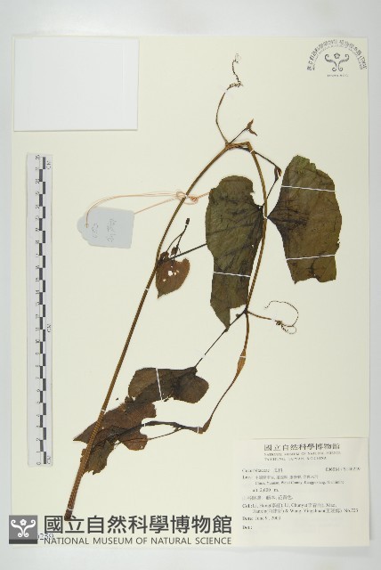 登錄號:S140259藏品圖，第1張