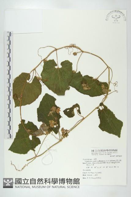 青牛膽藏品圖，第1張