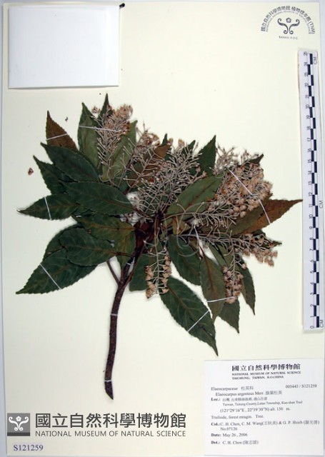 腺葉杜英藏品圖，第1張