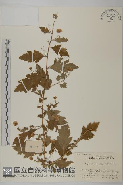 野菊藏品圖，第1張