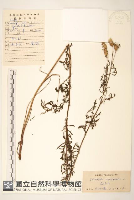 麻花頭藏品圖，第1張