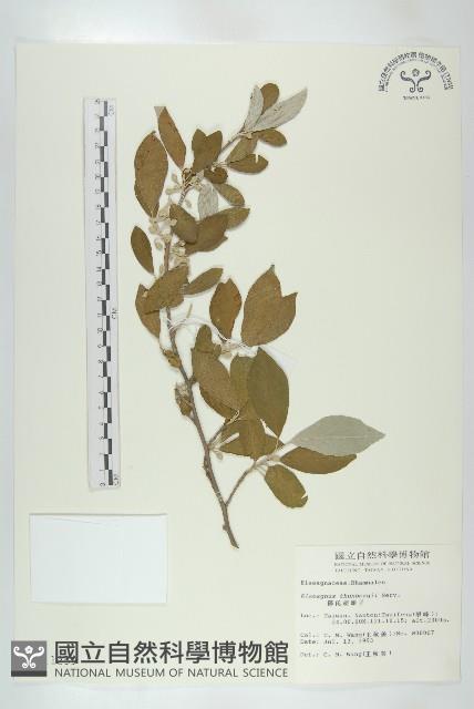 鄧氏胡頹子藏品圖，第1張