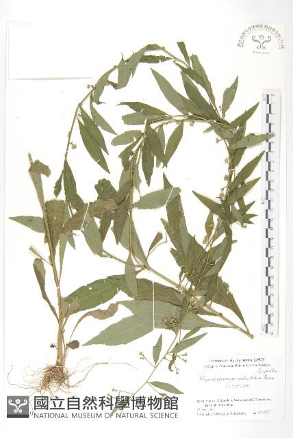 秋分草藏品圖，第1張