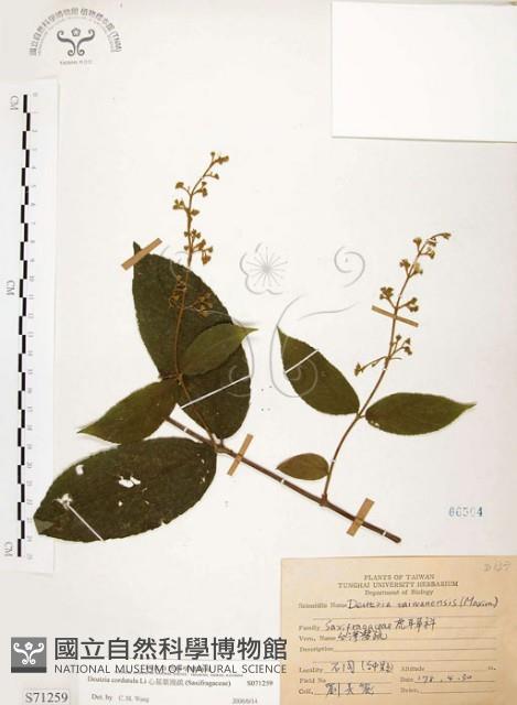 心基葉溲疏藏品圖，第1張