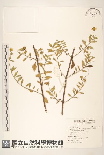 天蓬草舅藏品圖，第1張