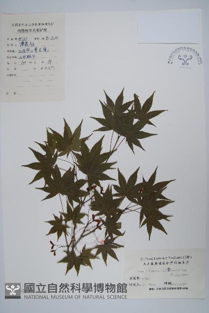 小雞爪槭藏品圖，第1張