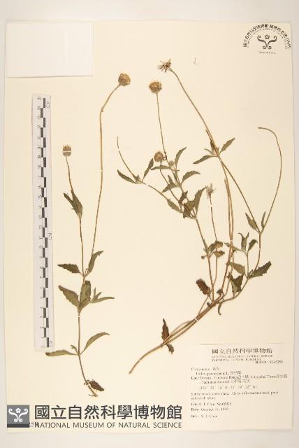 長柄菊藏品圖，第1張