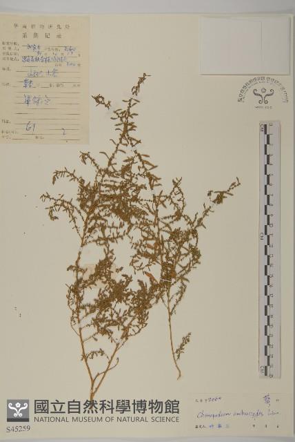 臭杏、土荊芥藏品圖，第1張