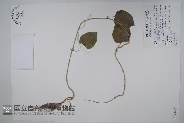 蘭嶼牛皮消、蘭嶼白薇藏品圖，第1張