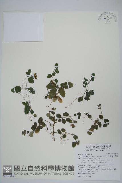 匍匐半插花藏品圖，第1張