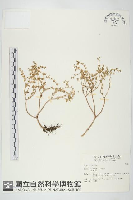 石板菜藏品圖，第1張