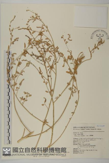 變葉藜藏品圖，第1張