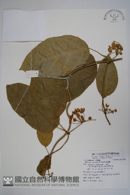 醉魂藤藏品圖，第1張