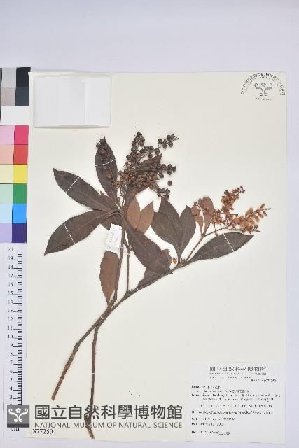 臺灣馬醉木藏品圖，第1張