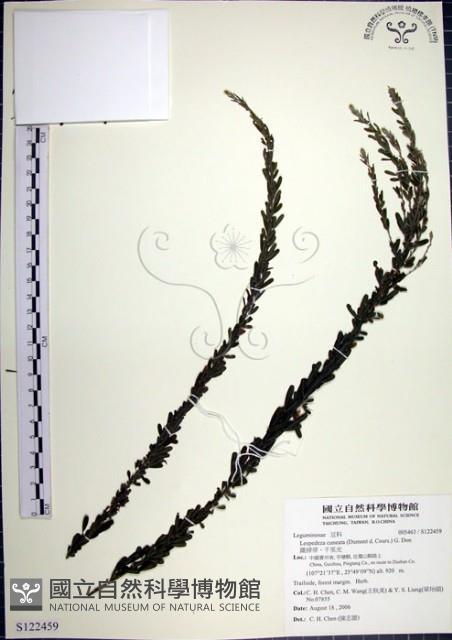 鐵掃帚、千里光藏品圖，第1張