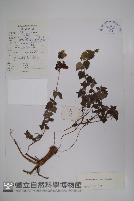 脈花黨參藏品圖，第1張