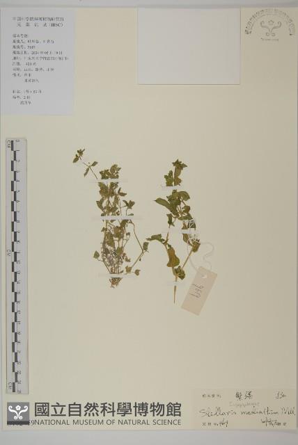 繁縷藏品圖，第1張