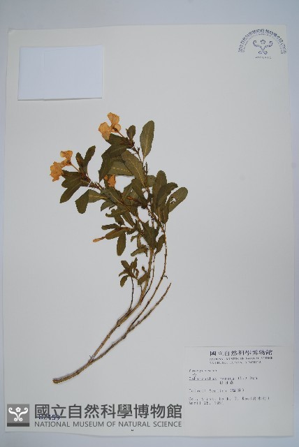 長春花藏品圖，第1張