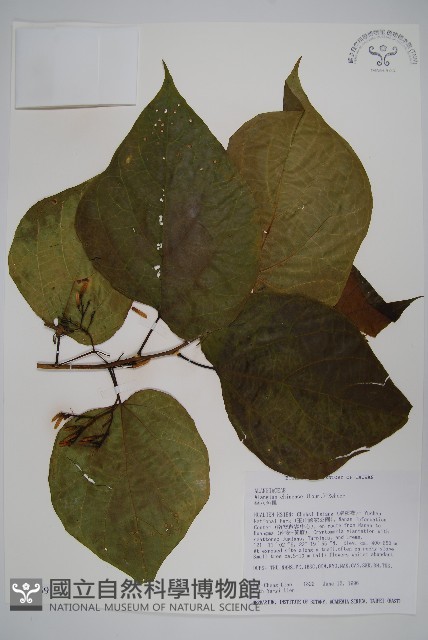 華八角楓藏品圖，第1張