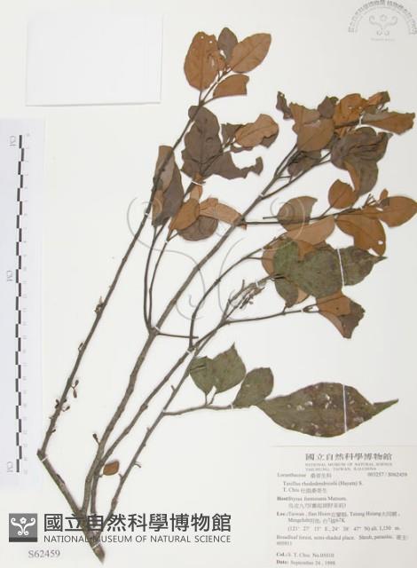 杜鵑桑寄生藏品圖，第1張