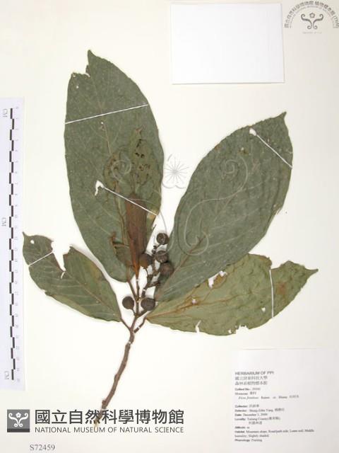 豬母乳、水同木藏品圖，第1張