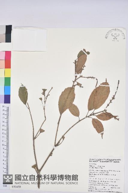 後大埔石櫟、煙斗石櫟藏品圖，第1張