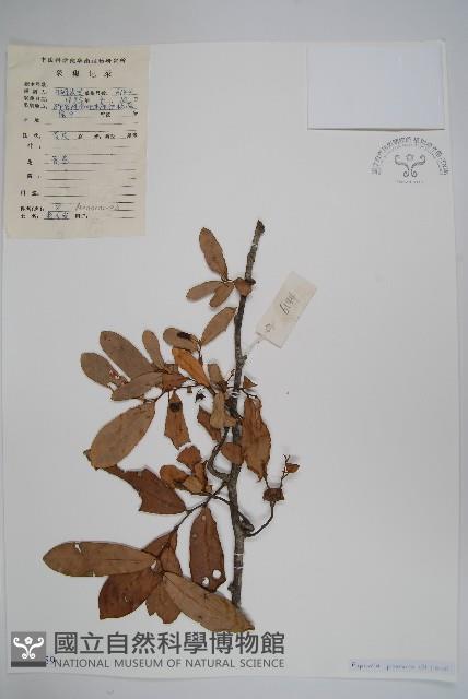 Suberous Greenstar Collection Image, Figure 1, Total 2 Figures