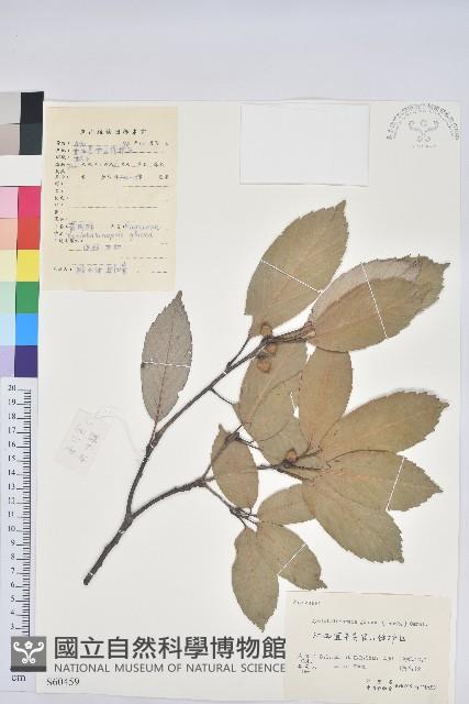 青剛櫟、鐵椆藏品圖，第1張