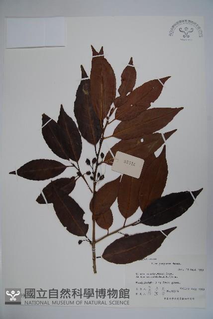 冬青藏品圖，第1張