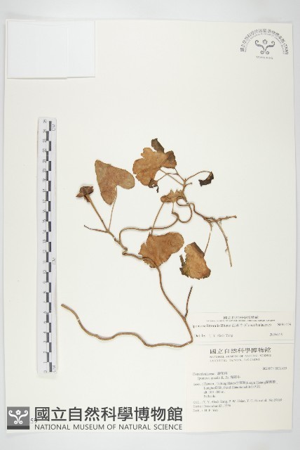 海牽牛藏品圖，第1張
