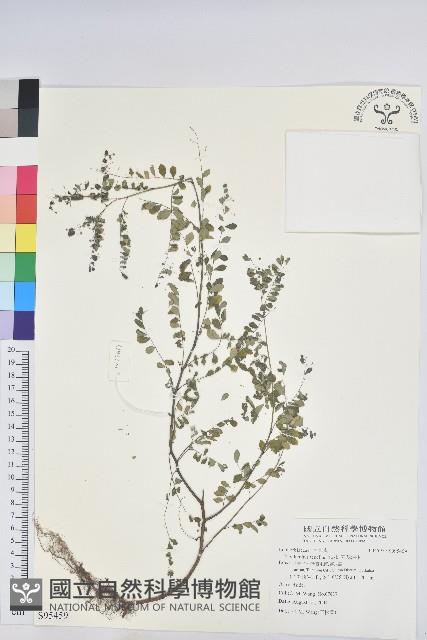 五蕊油柑藏品圖，第1張