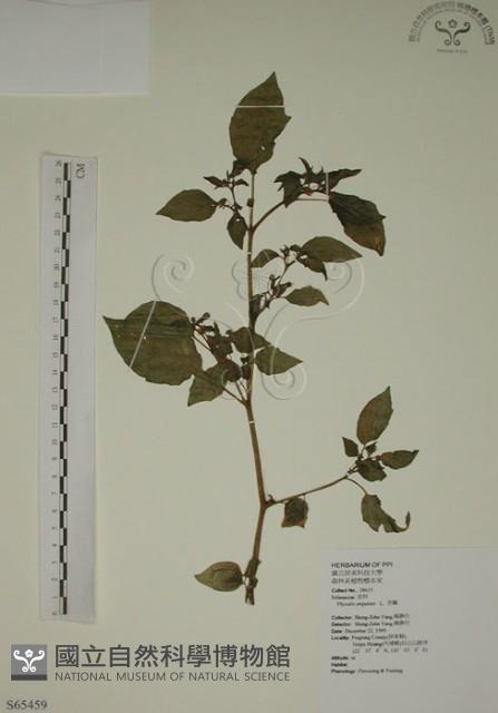 燈籠草藏品圖，第1張