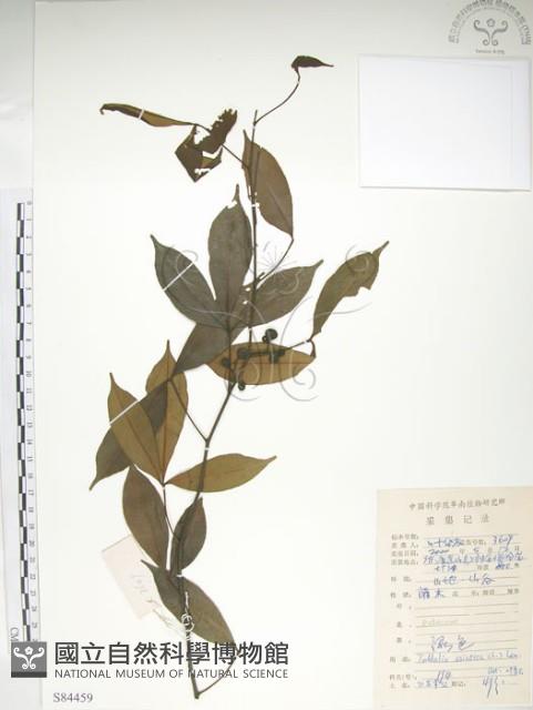 飛龍掌血藏品圖，第1張