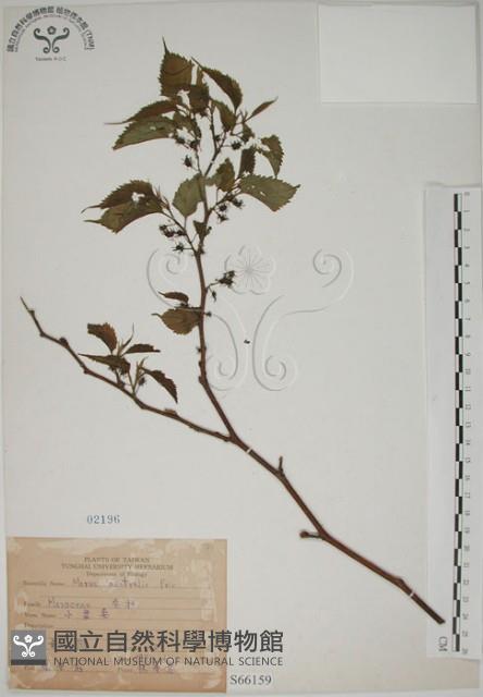 小桑樹藏品圖，第1張