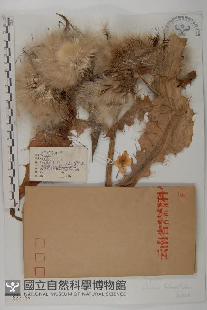 黃山薊藏品圖，第1張