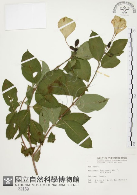 毛玉葉金花藏品圖，第1張