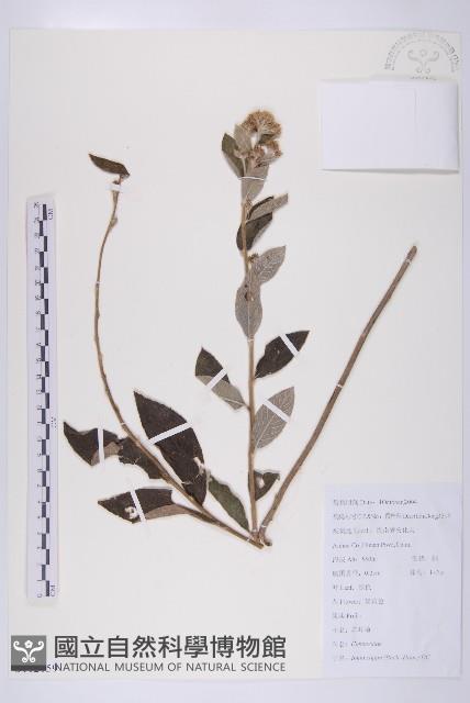 羊耳菊藏品圖，第1張