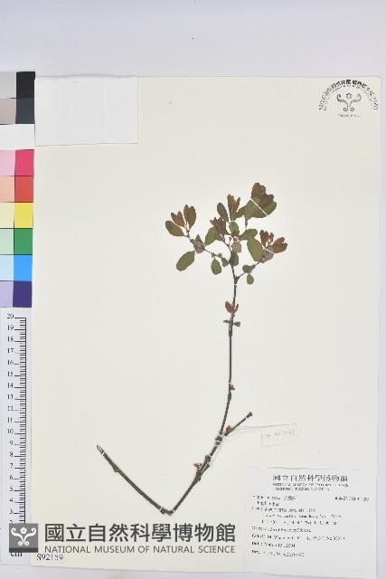 登錄號:S092159藏品圖，第1張