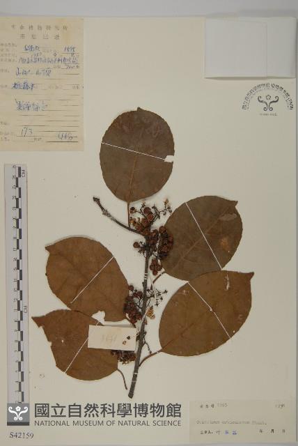 南蛇藤藏品圖，第1張