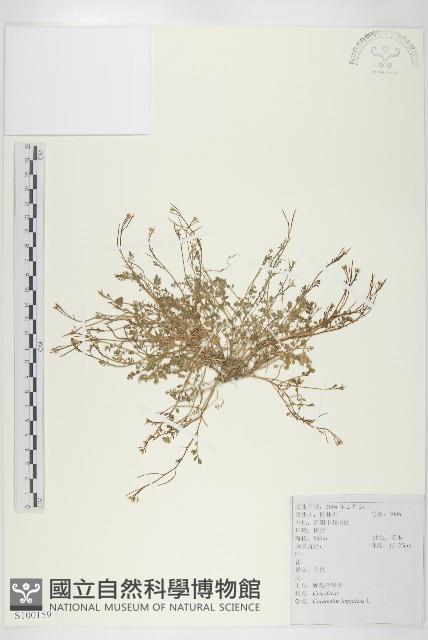 水花菜藏品圖，第1張