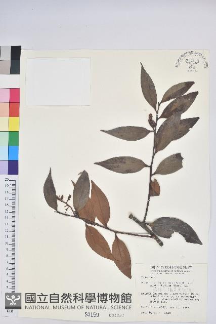 珍珠花、長尾葉越橘藏品圖，第1張