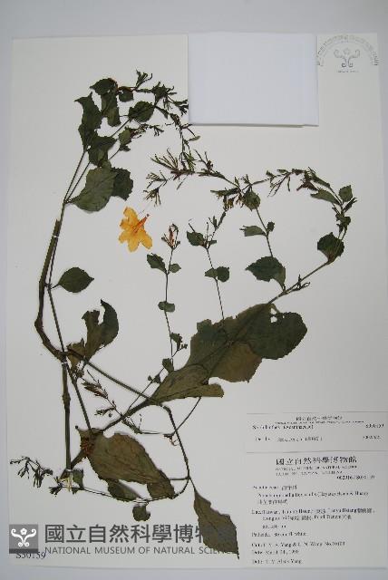 蘭嶼馬藍藏品圖，第1張